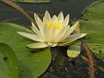 Nymphaea alba