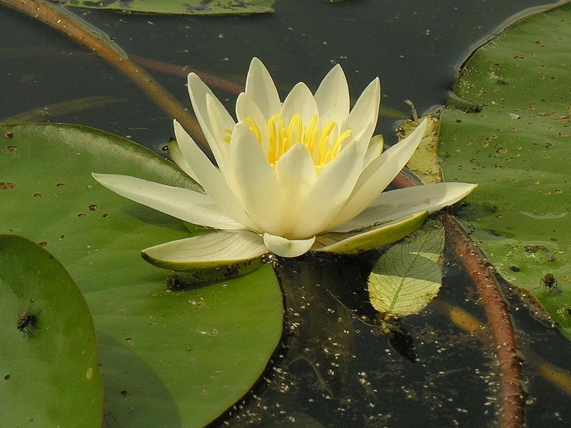 File:Nymphaea alba2006-07-06.jpg