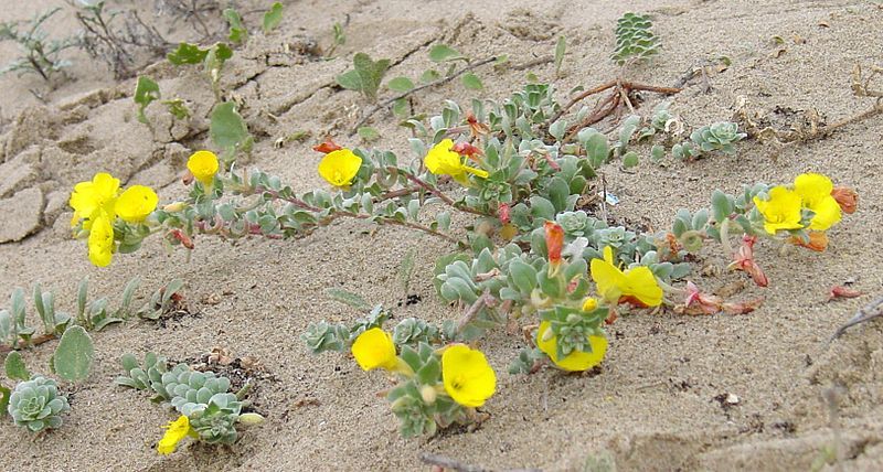 File:Oenothera cheiranthifolia.JPG