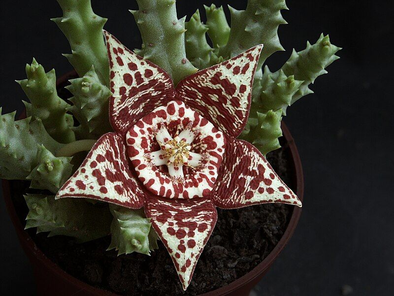 File:Orbea variegata(Stapelia pulchellus).jpg