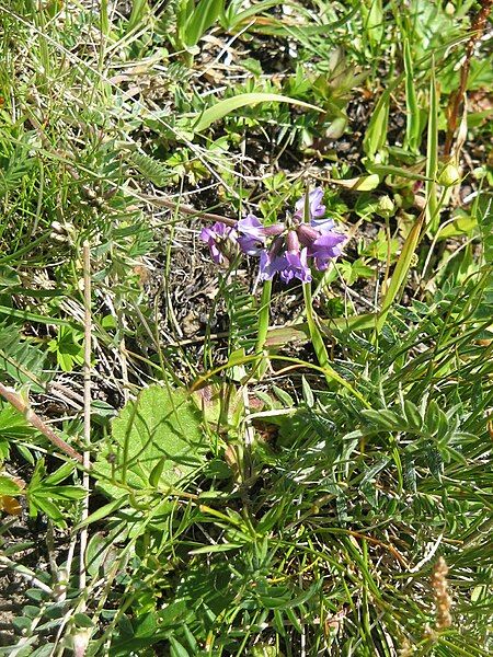 File:Oxytropis helvetica02.jpg