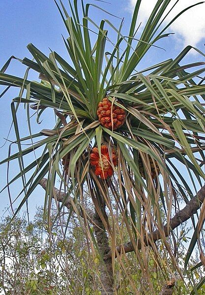 File:Pandanus-cookii-J L DOWE-CC-BY.jpg