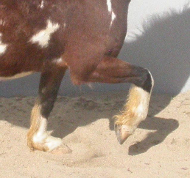 File:Pastern flexion.jpg