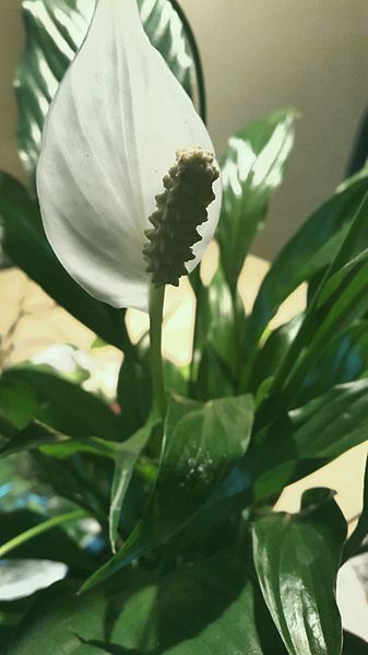 File:Peace lily.jpg