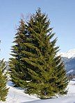 Norway Spruce