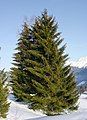 Picea abies