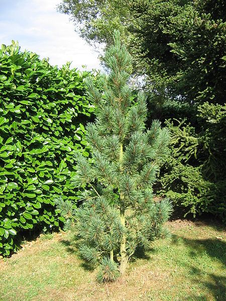 File:Pinus cembra03.jpg