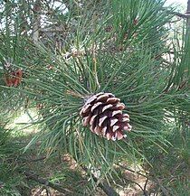 cone and foliage