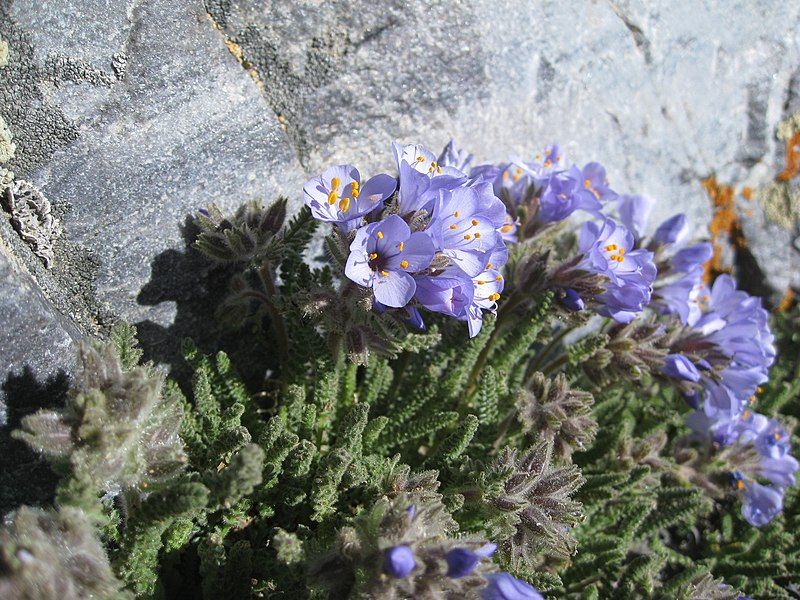 File:Polemonium viscosum 1.jpg