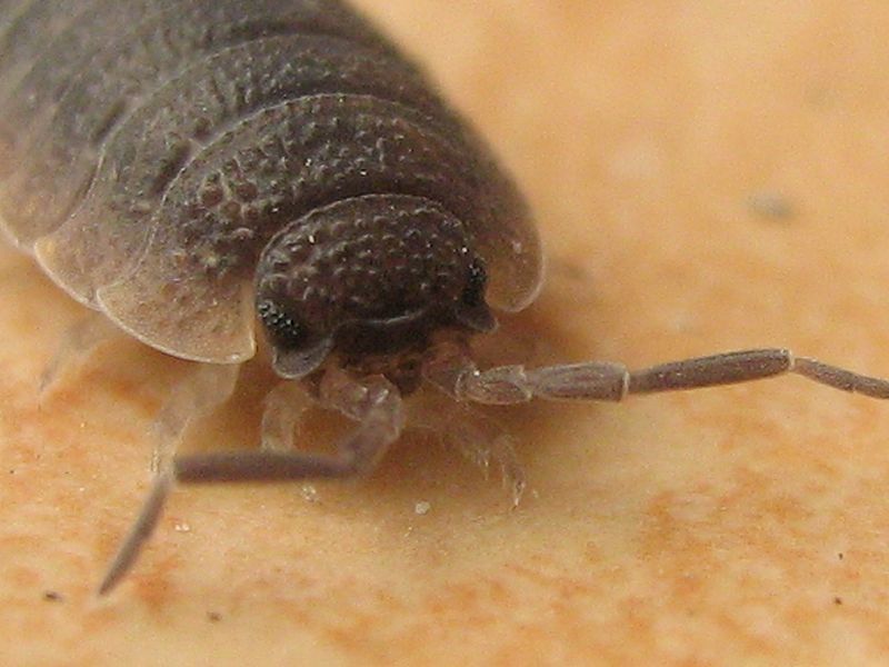 File:Porcellio-scaber-29-04-2008-077.jpg