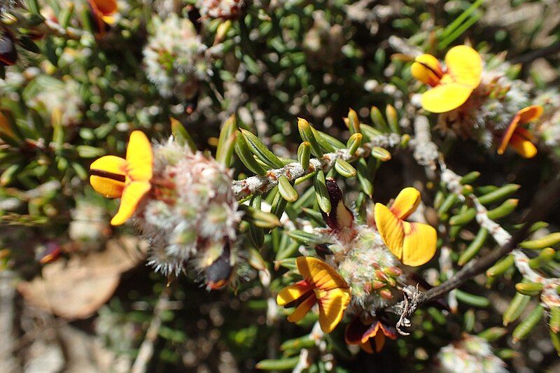 File:Pultenaea barbata flowers.jpg