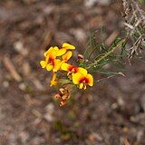 Pultenaea luehmannii.