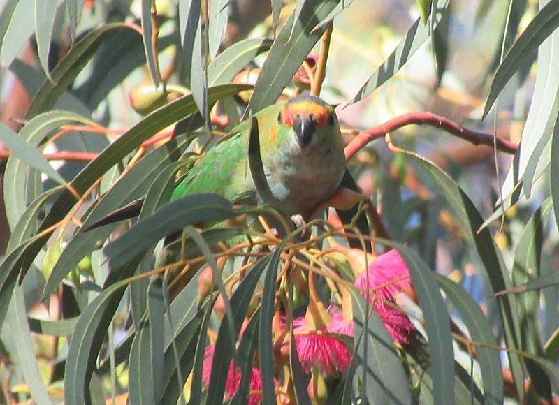 File:Purple-crowned Lorikeet22-cropped.jpg