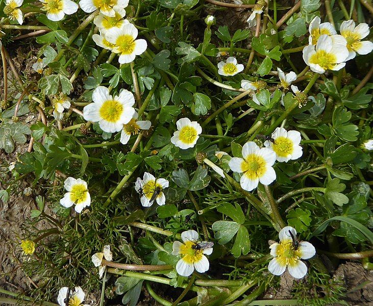 File:Ranunculus baudotii leaves.jpg