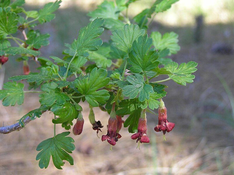 File:Ribes roezlii.jpg