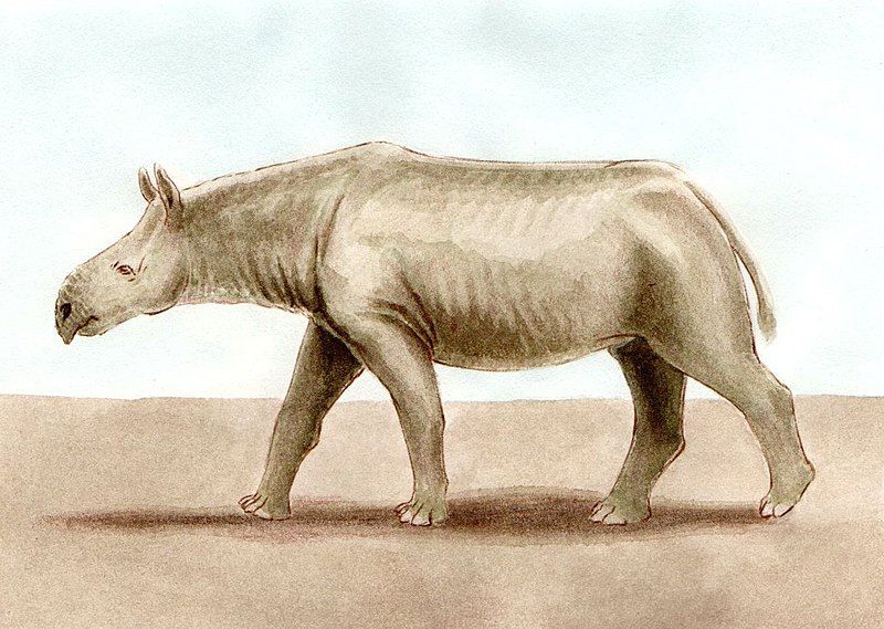 File:Ronzotherium-bpk.jpg