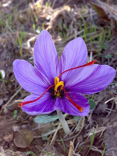 File:Saffron7.jpg