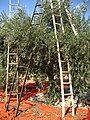 Olive farming is common in Safena