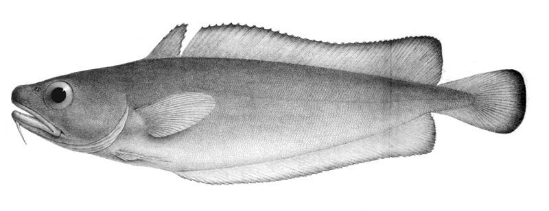 File:Salilota australis.jpg