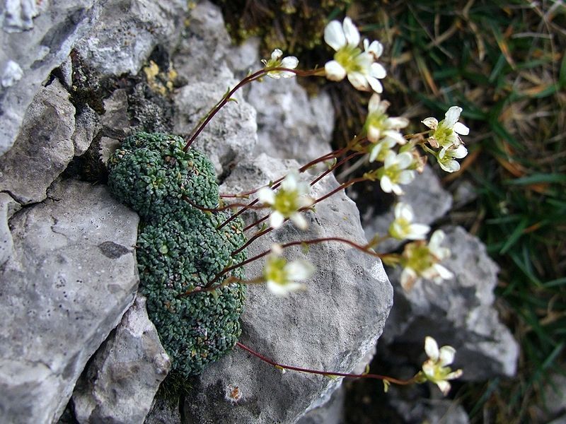 File:Saxifraga caesia a1.jpg