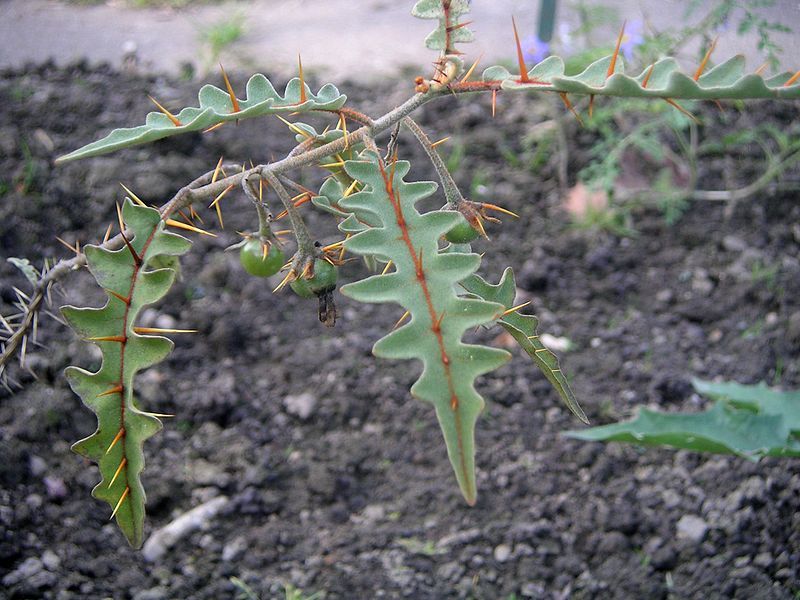 File:Solanum pyracanthon branch.jpg