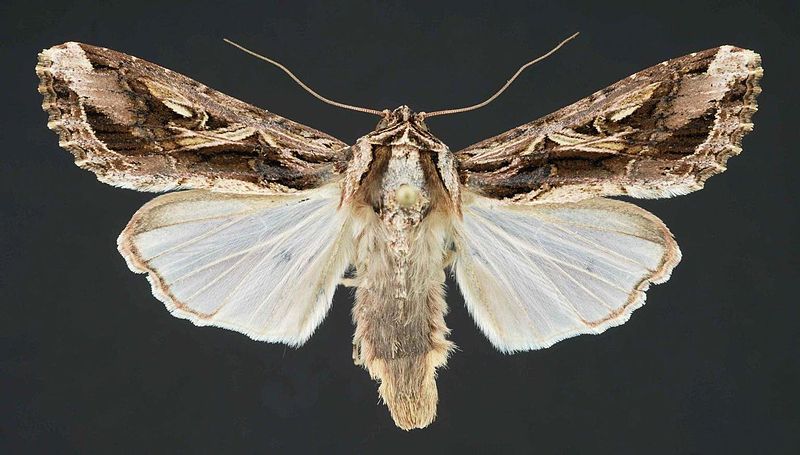 File:Spodoptera dolichos.jpg