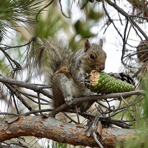 File:Squirrel (36127639150).jpg