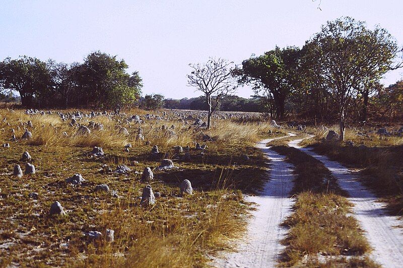 File:Termite mounds.jpg