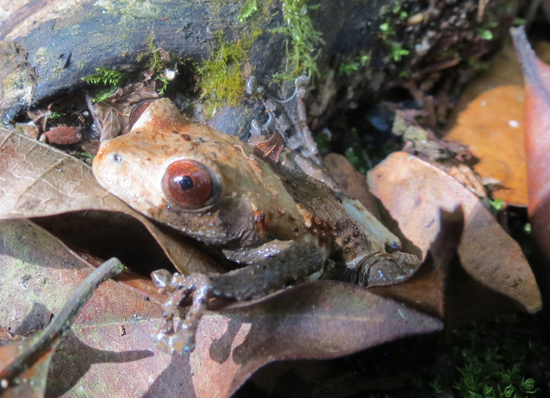 File:Theloderma asperum face.png