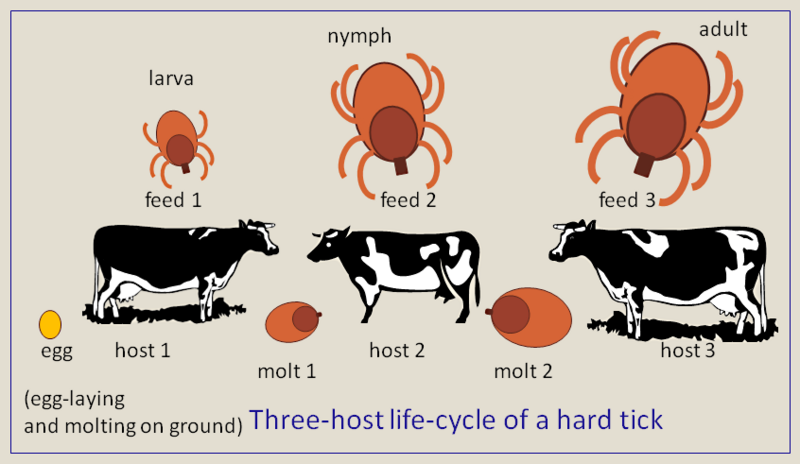 File:Three-host-life-cycle-hard-tick.png