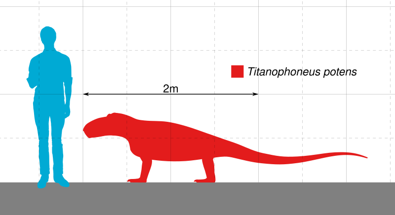 File:Titanophoneus Scale.svg