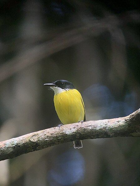 File:Todirostrum nigriceps 305091725.jpg