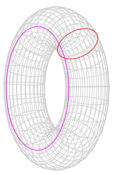 File:Torus cycles.svg