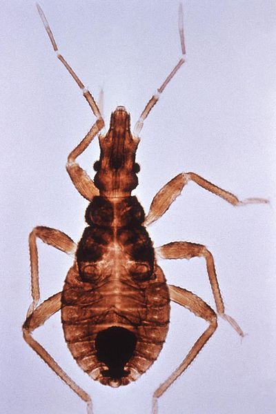 File:Triatoma infestans closeup.jpg