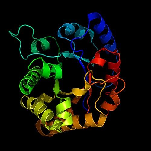 Ribbon diagram of triosephosphateisomerase