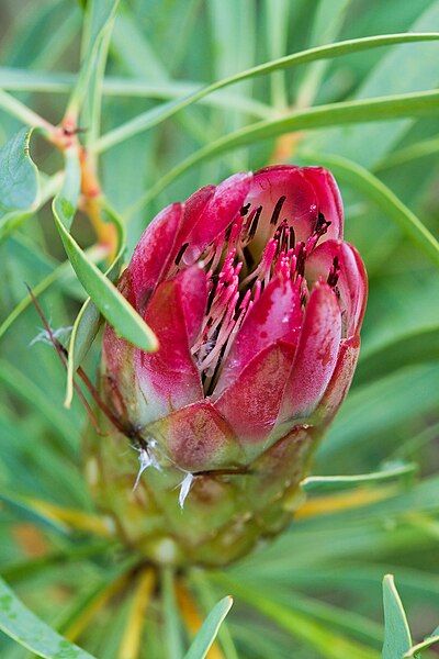 File:Unidentified Protea 2.jpg