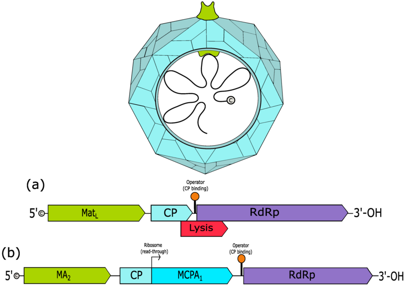 File:Viruses-10-00386-g002.png