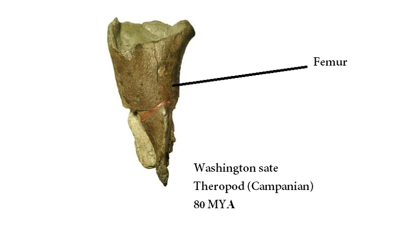 File:Washington state Theropod.png