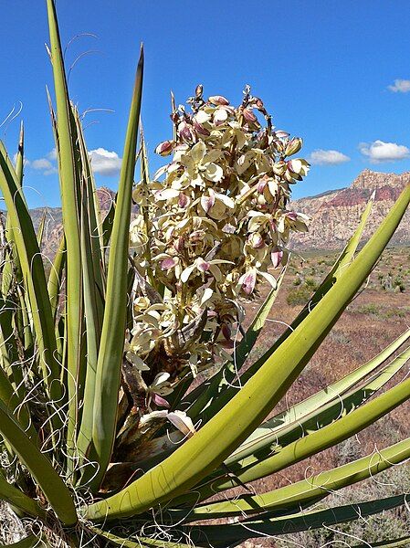 File:Yucca schidigera 7.jpg