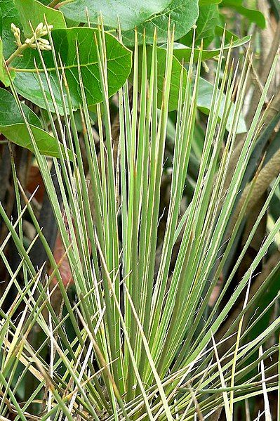 File:Yucca standleyi 2.jpg