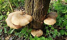 Mushroom Dryad's Saddle (Cerioporus squamosus)