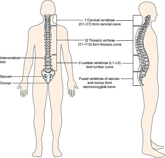 File:715 Vertebral Column.jpg