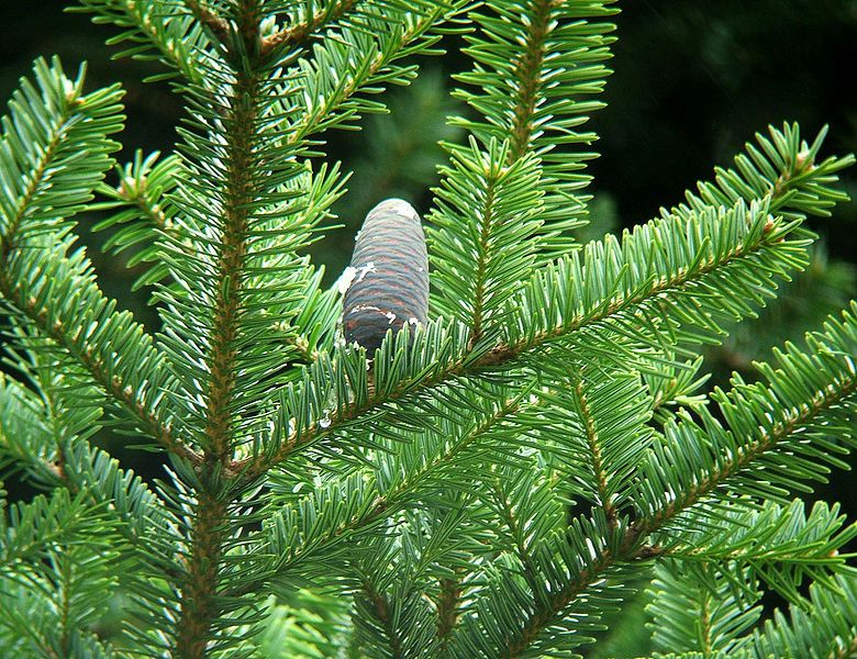 File:Abies homolepis cones.jpg