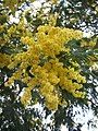 Silver wattle (Acacia dealbata)