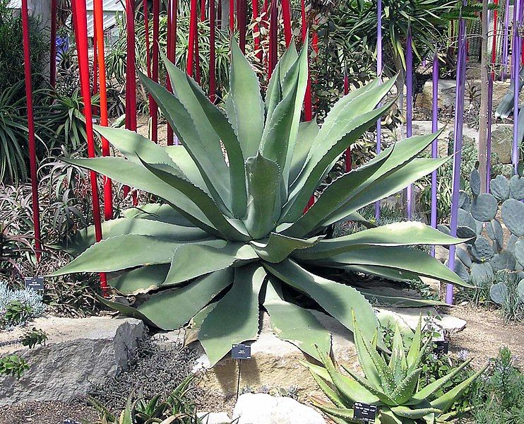 File:Agave.potatorum.kewgardens.london.arp.jpg