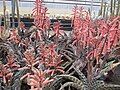 Gonialoe variegata