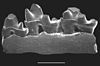 A fossil jaw fragment of Ambondro mahabo