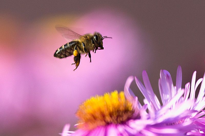 File:Apis mellifera(js)02.jpg