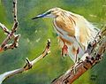 Squacco heron (watercolour on paper)