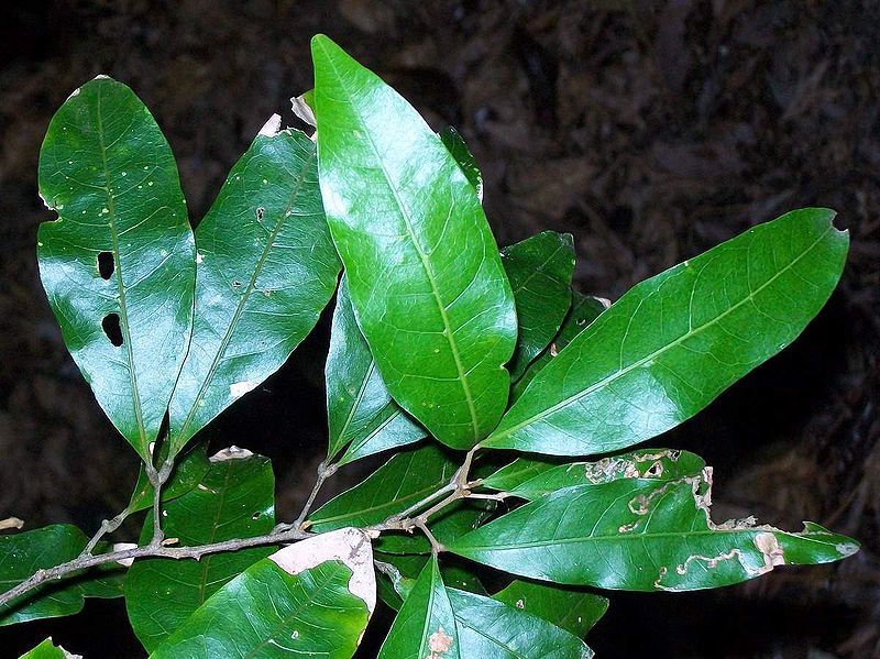 File:Arytera distylis leaves.jpg